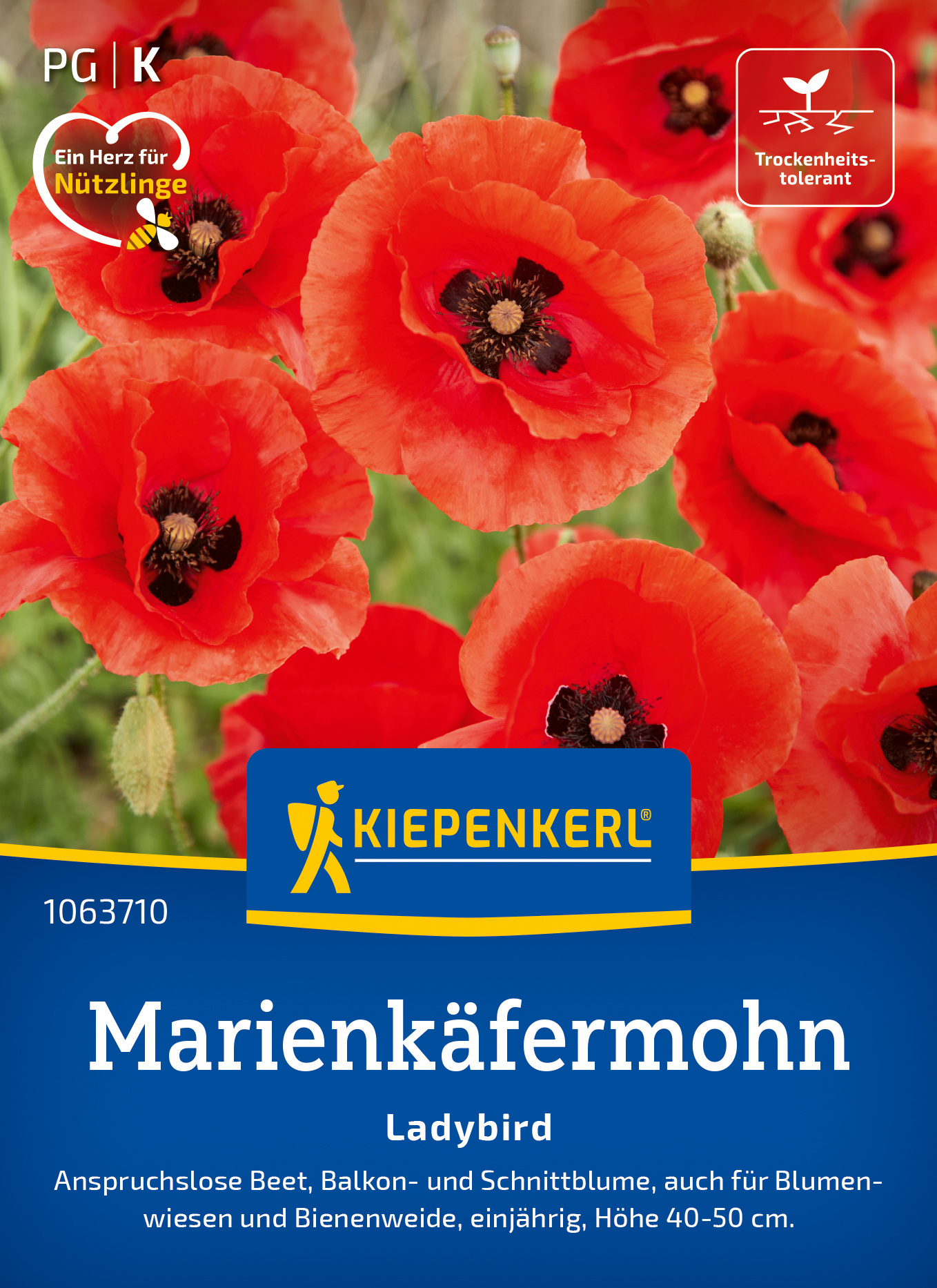 Marienkäfermohn Ladybird