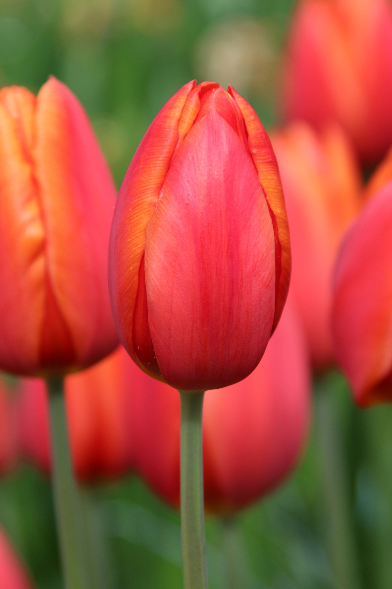 Triumph-Tulpen Orange Cassini