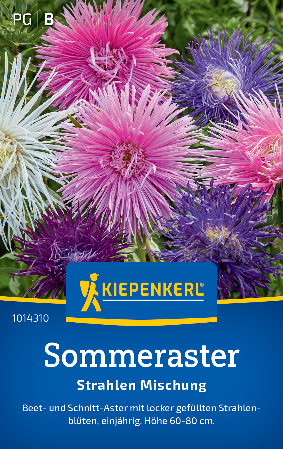 Sommeraster Strahlen Mischung Sommeraster Strahlen Mischung
