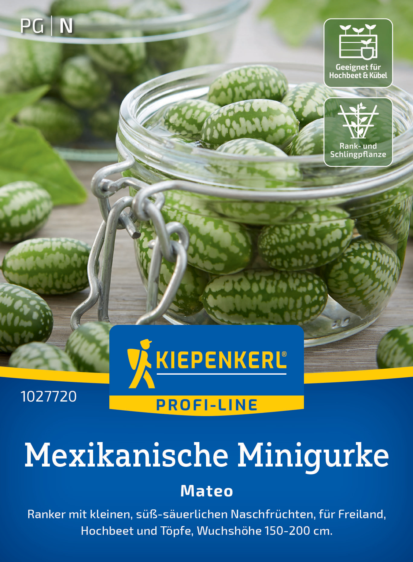 Mexikanische Minigurke Mateo