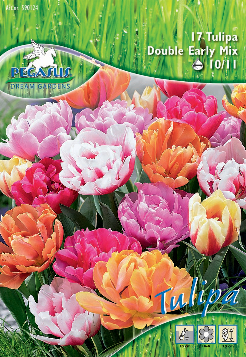 Pegasus Aktion Gefüllte Tulpen Double Mix
