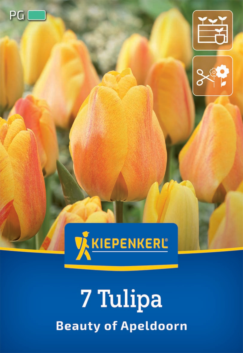 Darwin-Hybrid-Tulpe Beauty of Apeldoorn