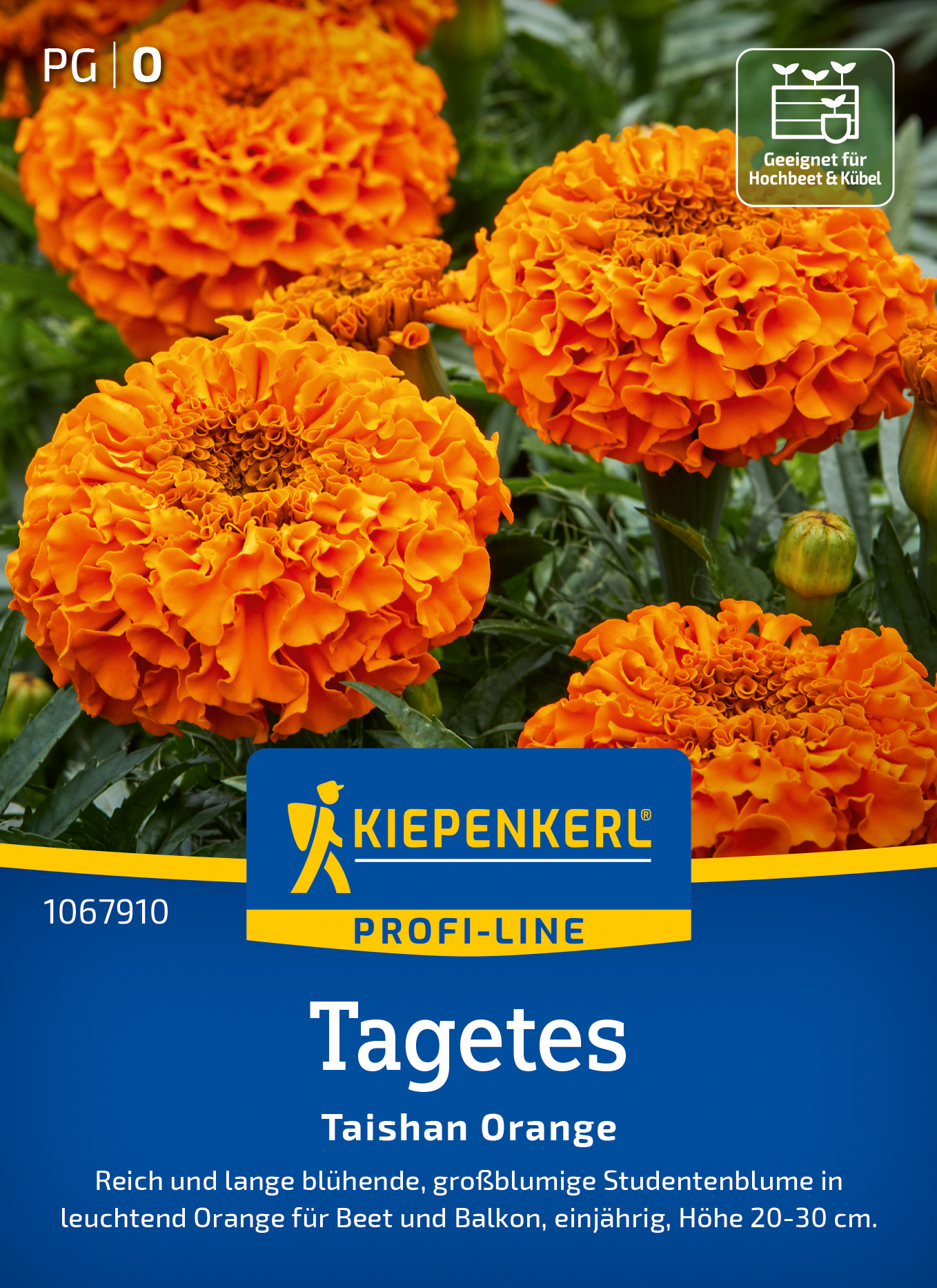 Tagetes Taishan Orange, F1