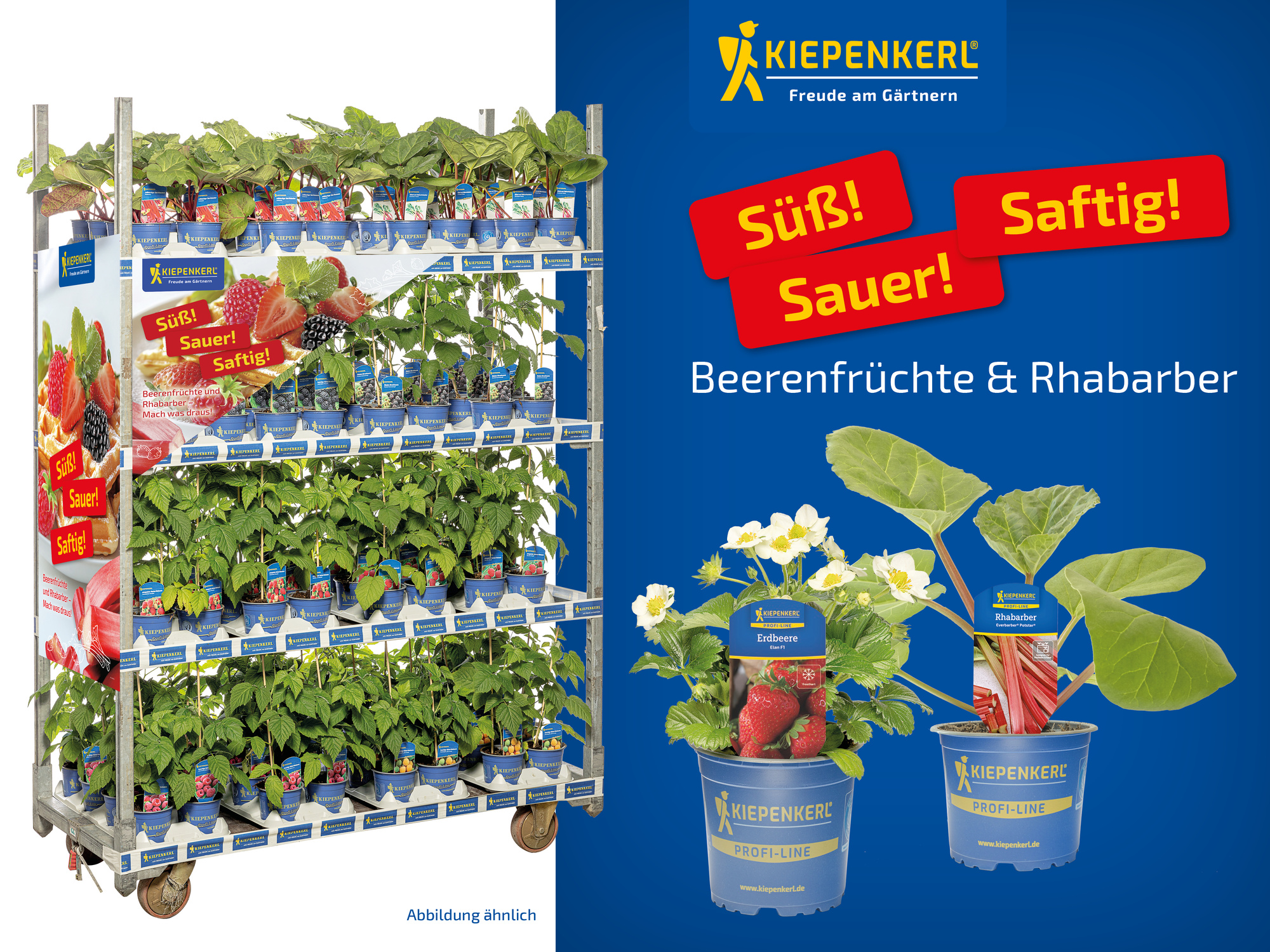 2026 - Frühjahr - ProfiLine Pflanzen - Beerenfrüchte und Rhabarber