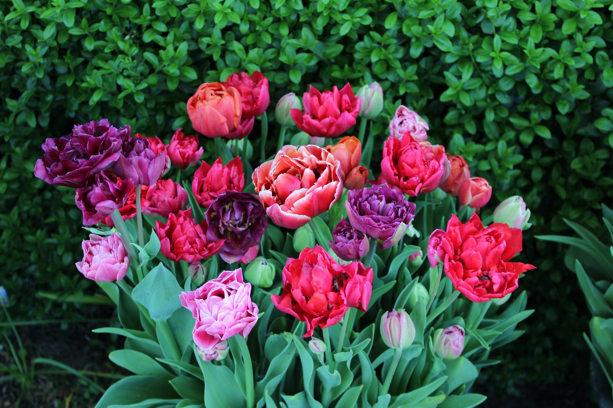 Gefüllte Späte Rosentulpenmischung Gefüllte Späte Rosentulpenmischung