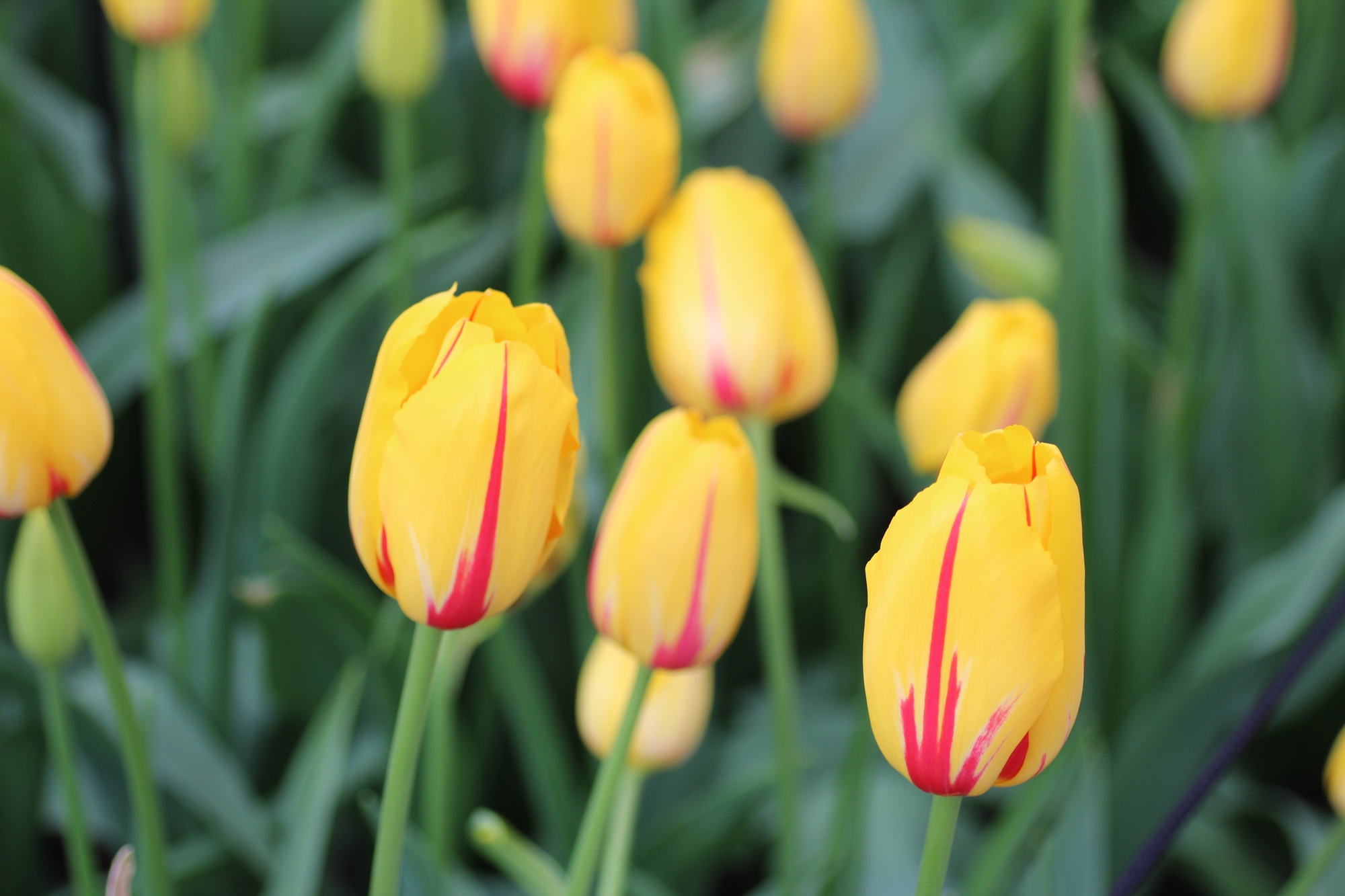 Einfache Späte Tulpen La Courtine Einfache Späte Tulpen La Courtine