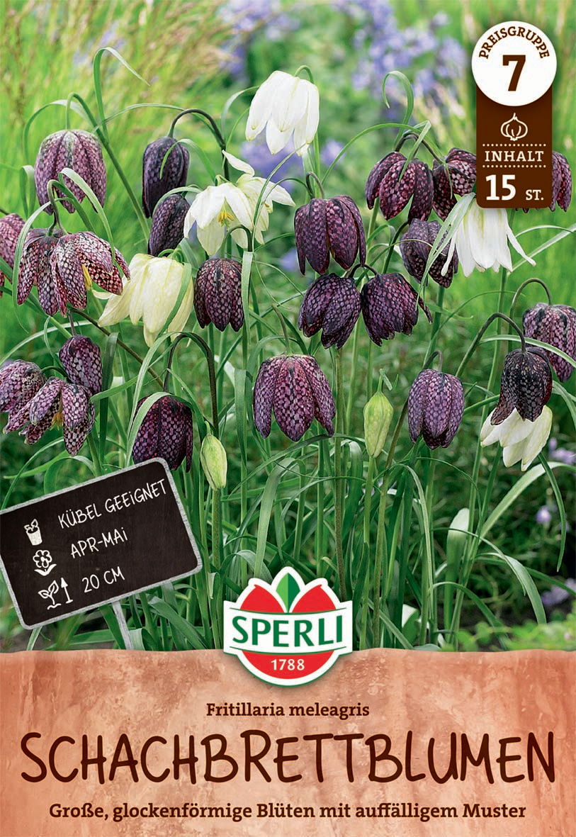 Schachbrettblume