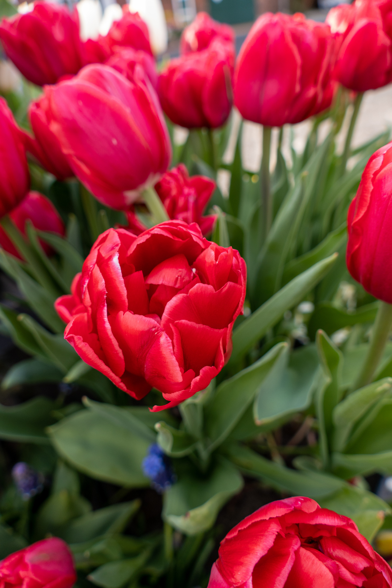 Gefüllte Frühe Tulpen Red Foxtrot Gefüllte Frühe Tulpen Red Foxtrot