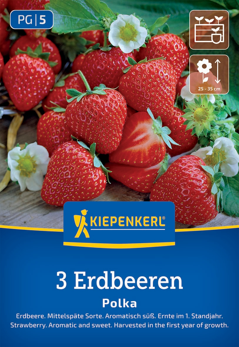Erdbeeren Polka Fragaria x ananassa
