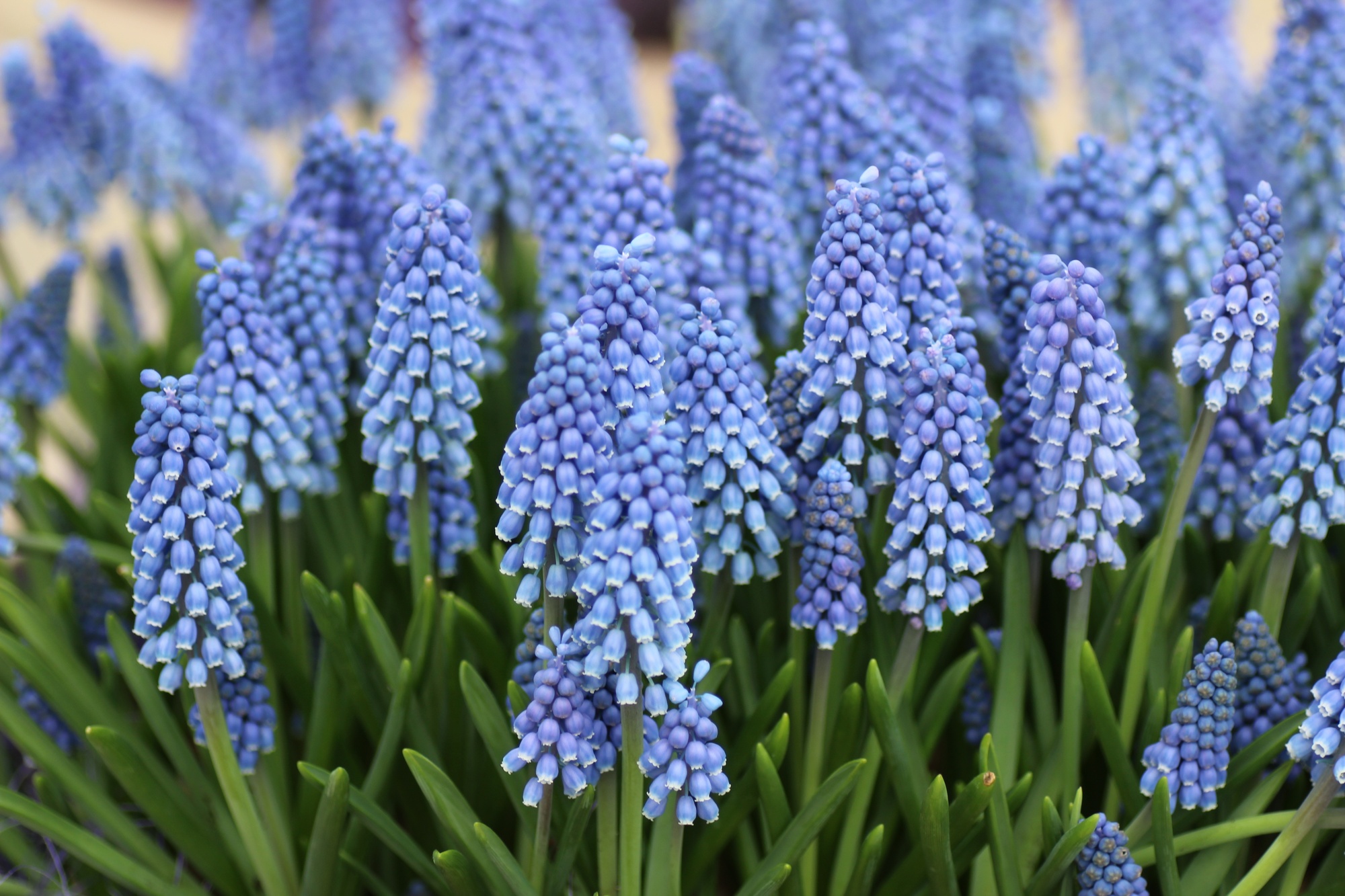 Muscari armeniacum Muscari armeniacum