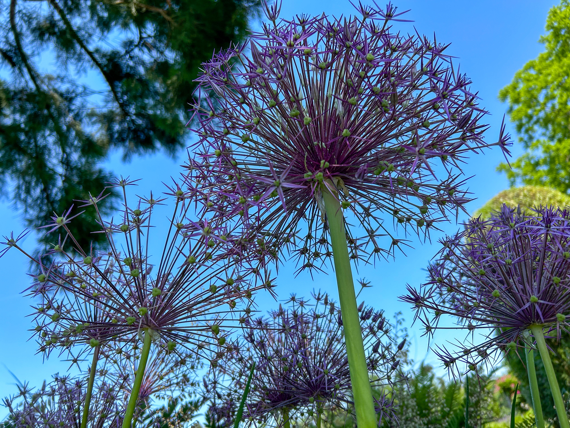 Allium christophii Allium christophii