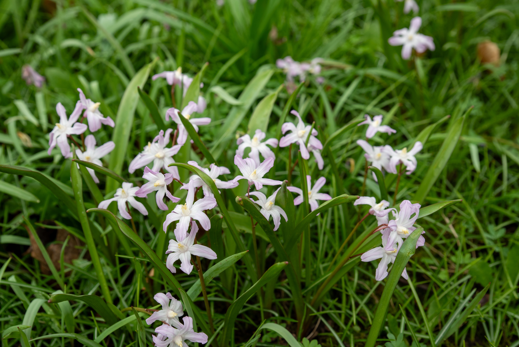 Chionodoxa luciliae Rosea (syn. Scilla luciliae) Chionodoxa luciliae Rosea (syn. Scilla luciliae)