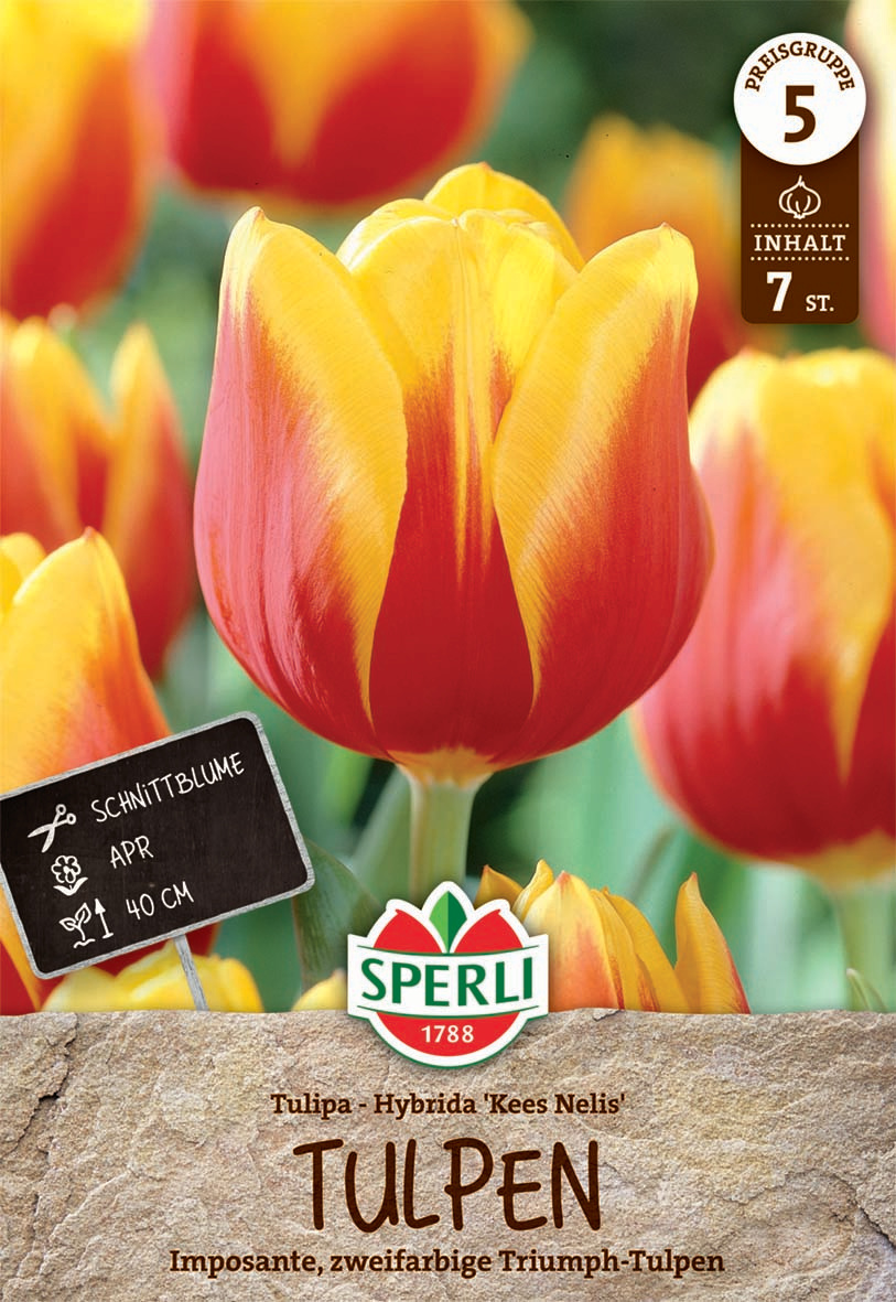 Triumph-Tulpe Kees Nelis