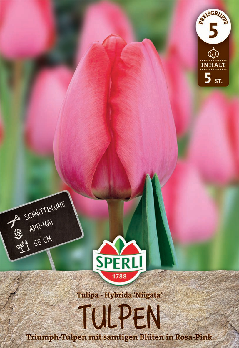 Premium Darwin-Hybrid-Tulpe Niigata