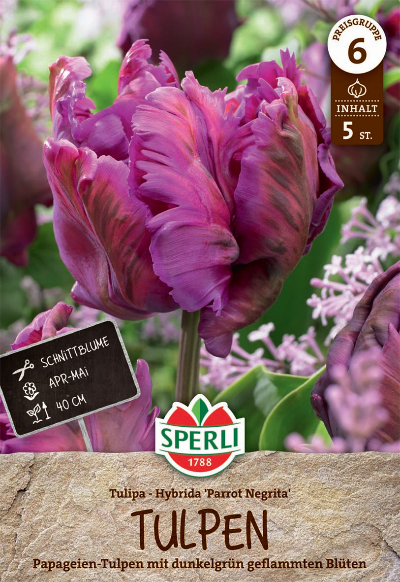 Premium Papagei-Tulpe Parrot Negrita
