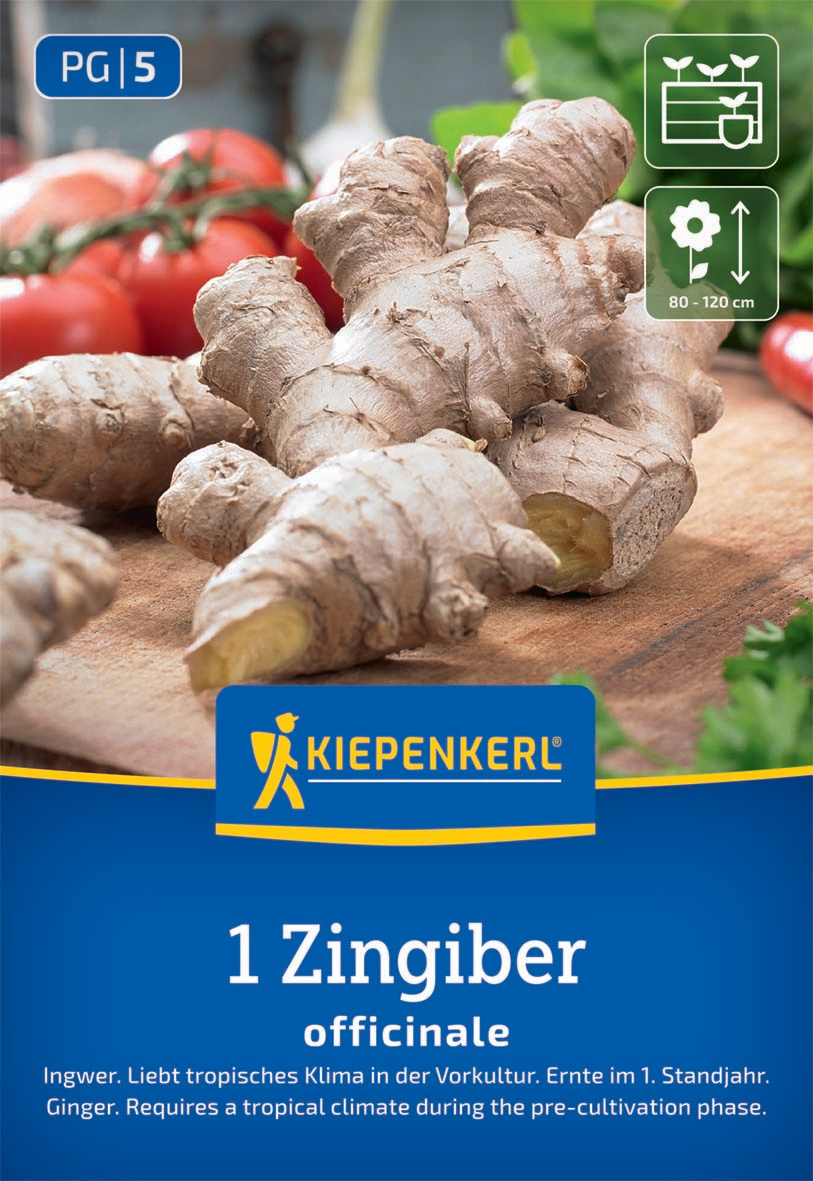 Ingwer Zingiber officinalis Ingwer Zingiber officinalis
