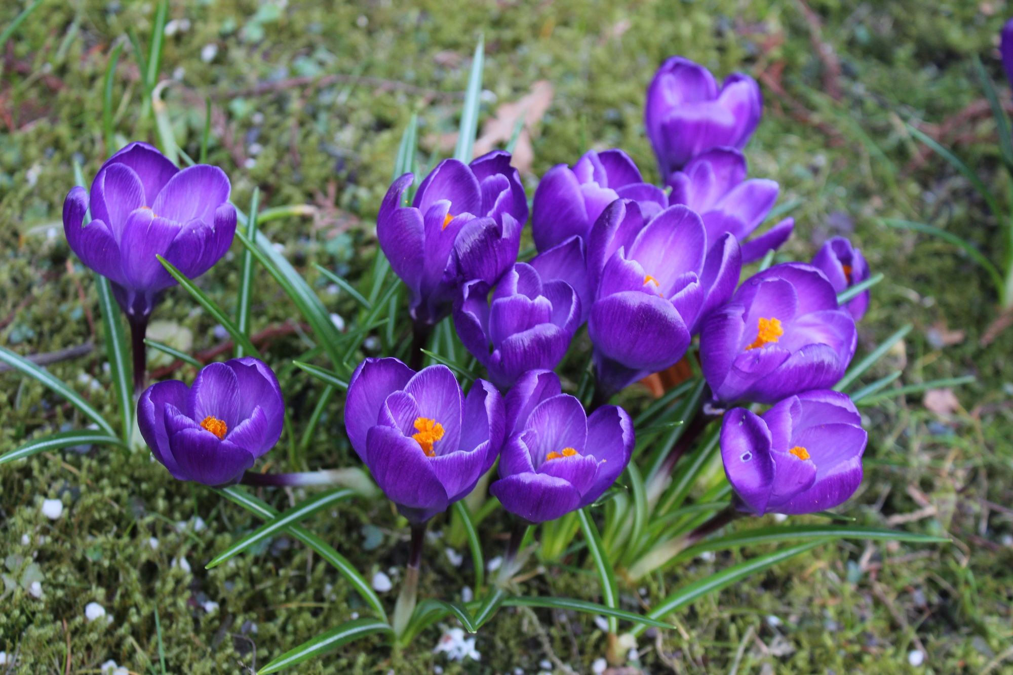 Crocus vernus Remembrance Crocus vernus Remembrance