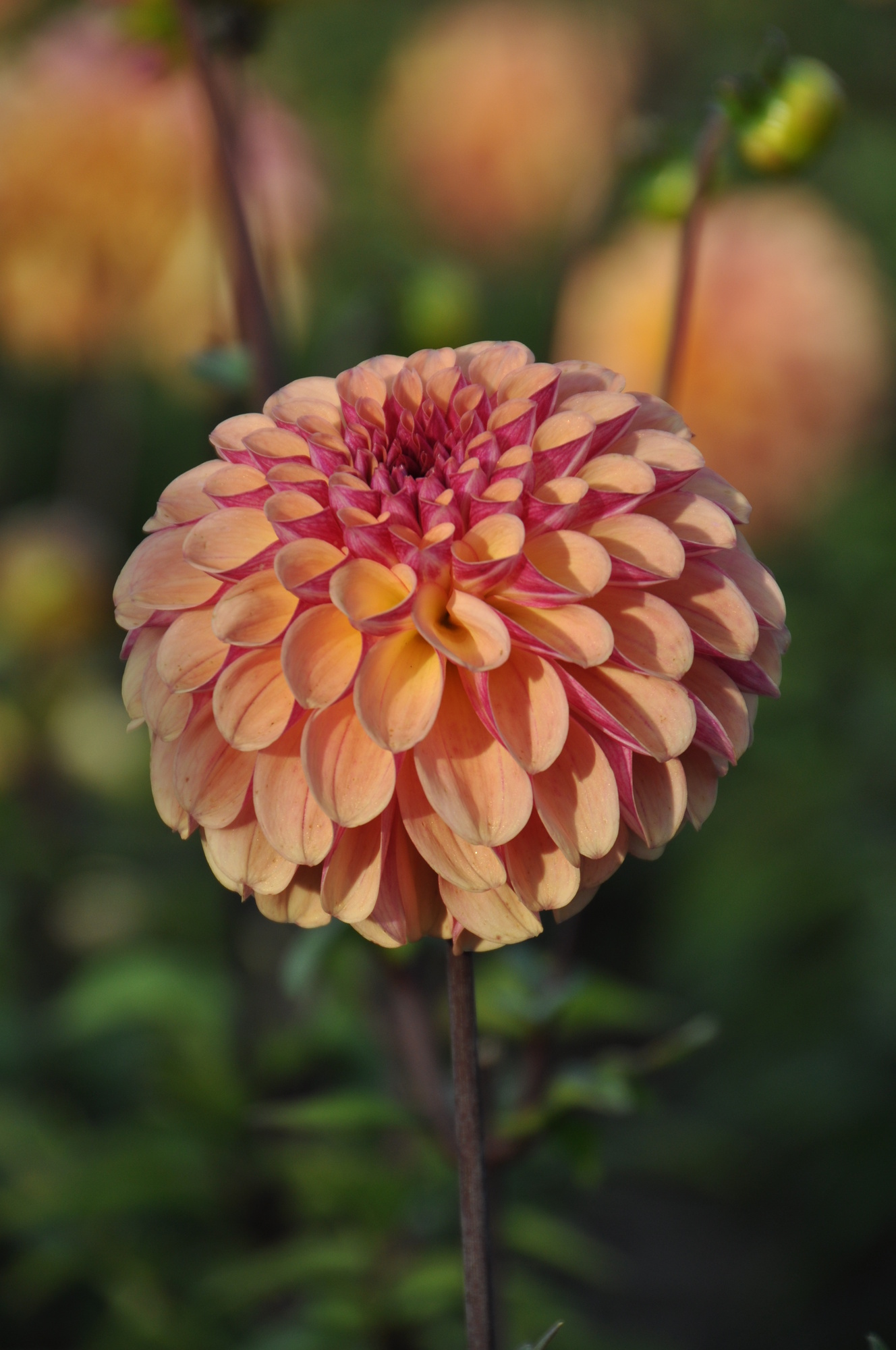 Ball-Dahlien Palmares