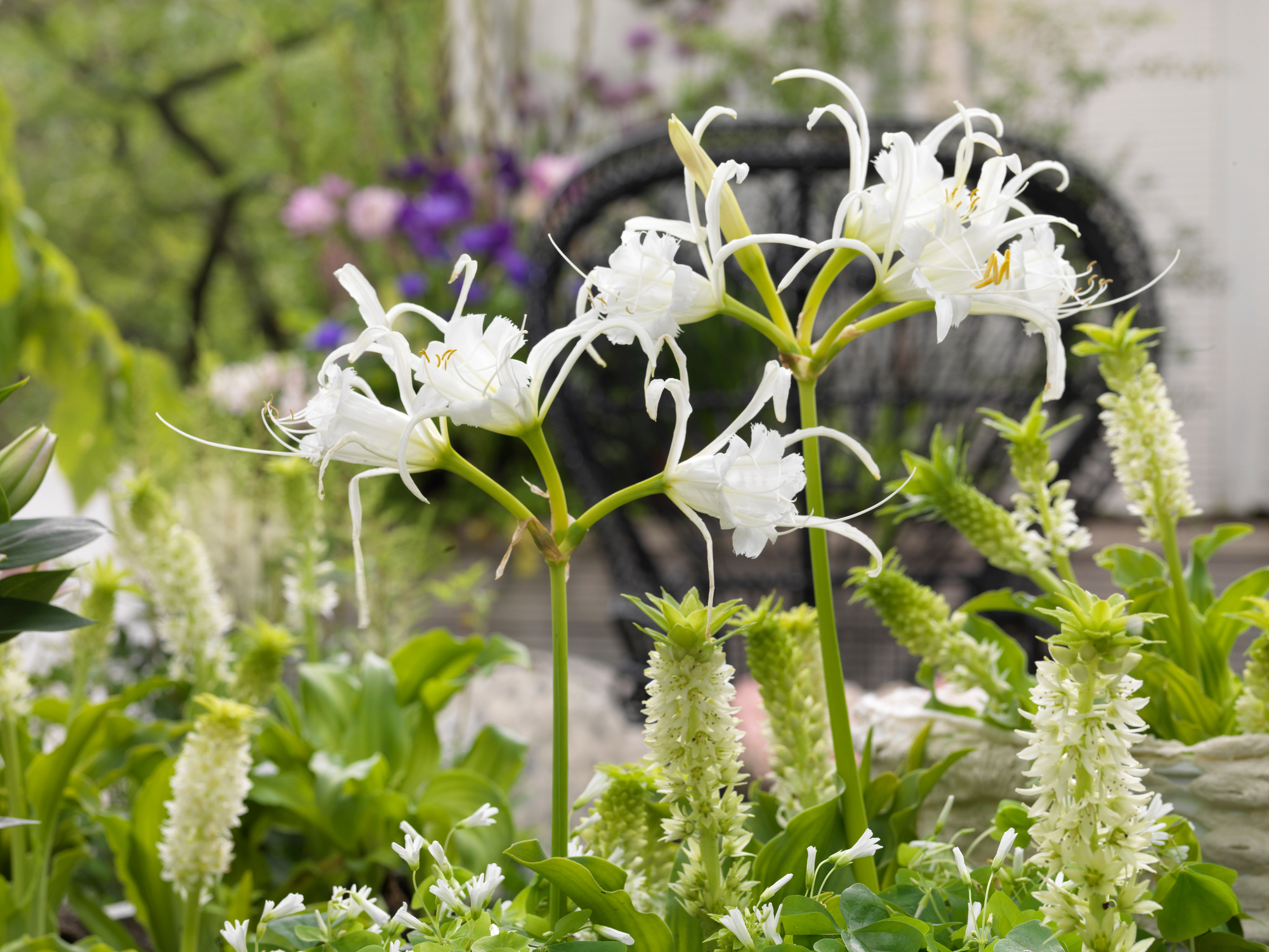 Hymenocallis festalis