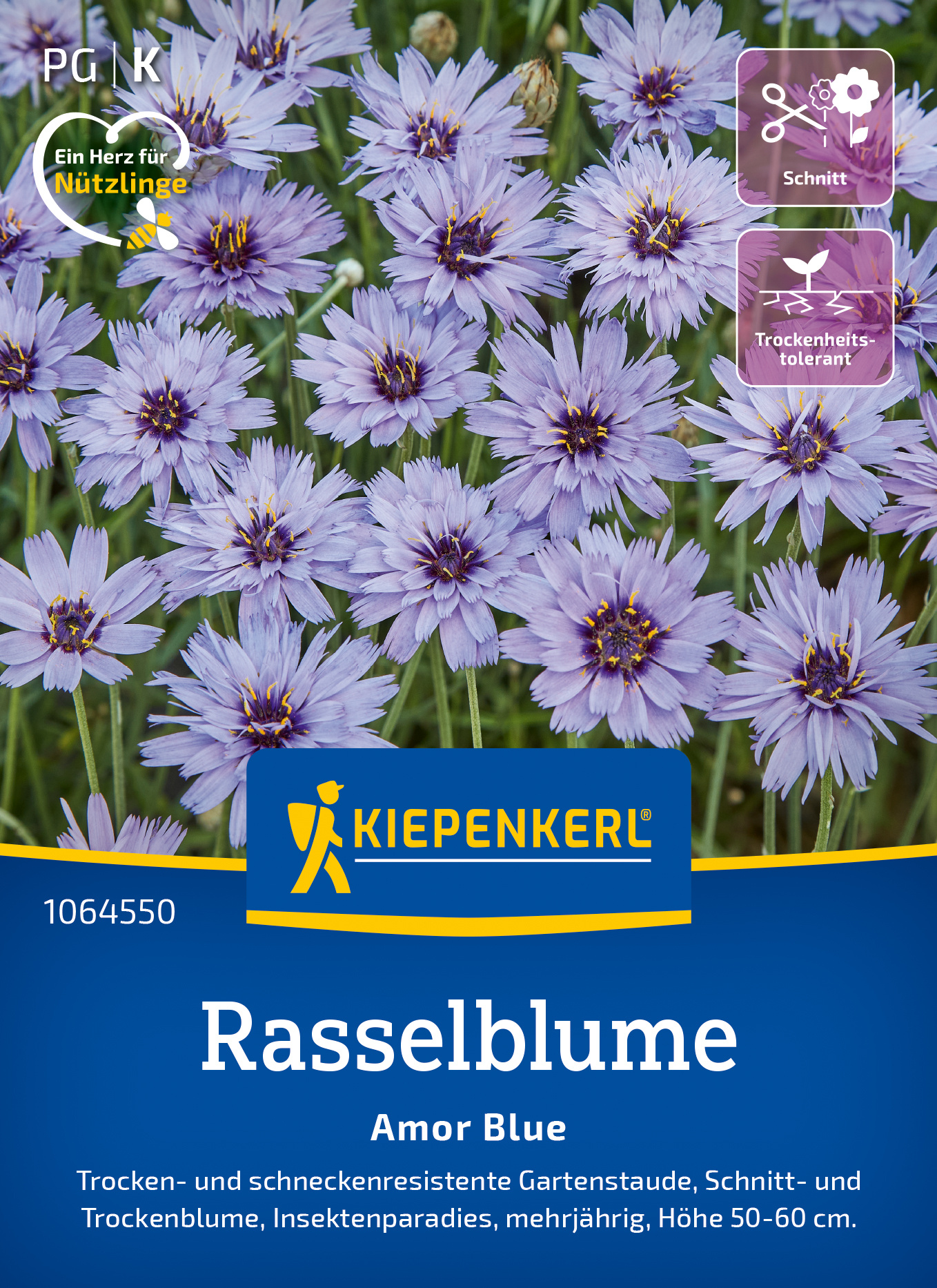Rasselblume Amor Blue