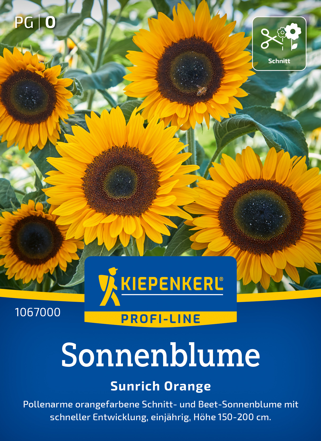 Sonnenblume Sunrich Orange, F1