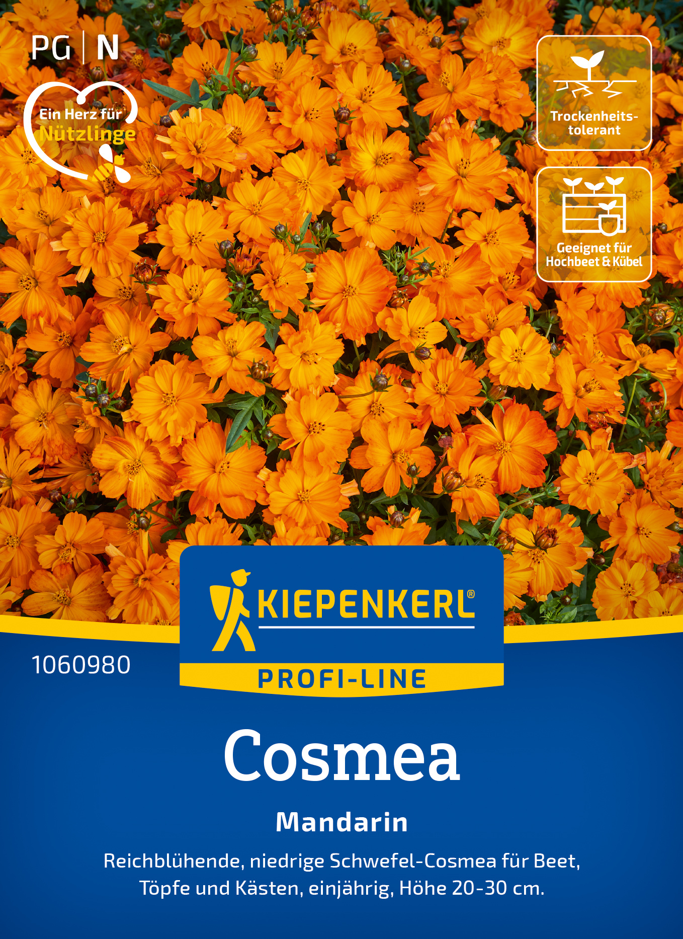 Cosmos Mandarin