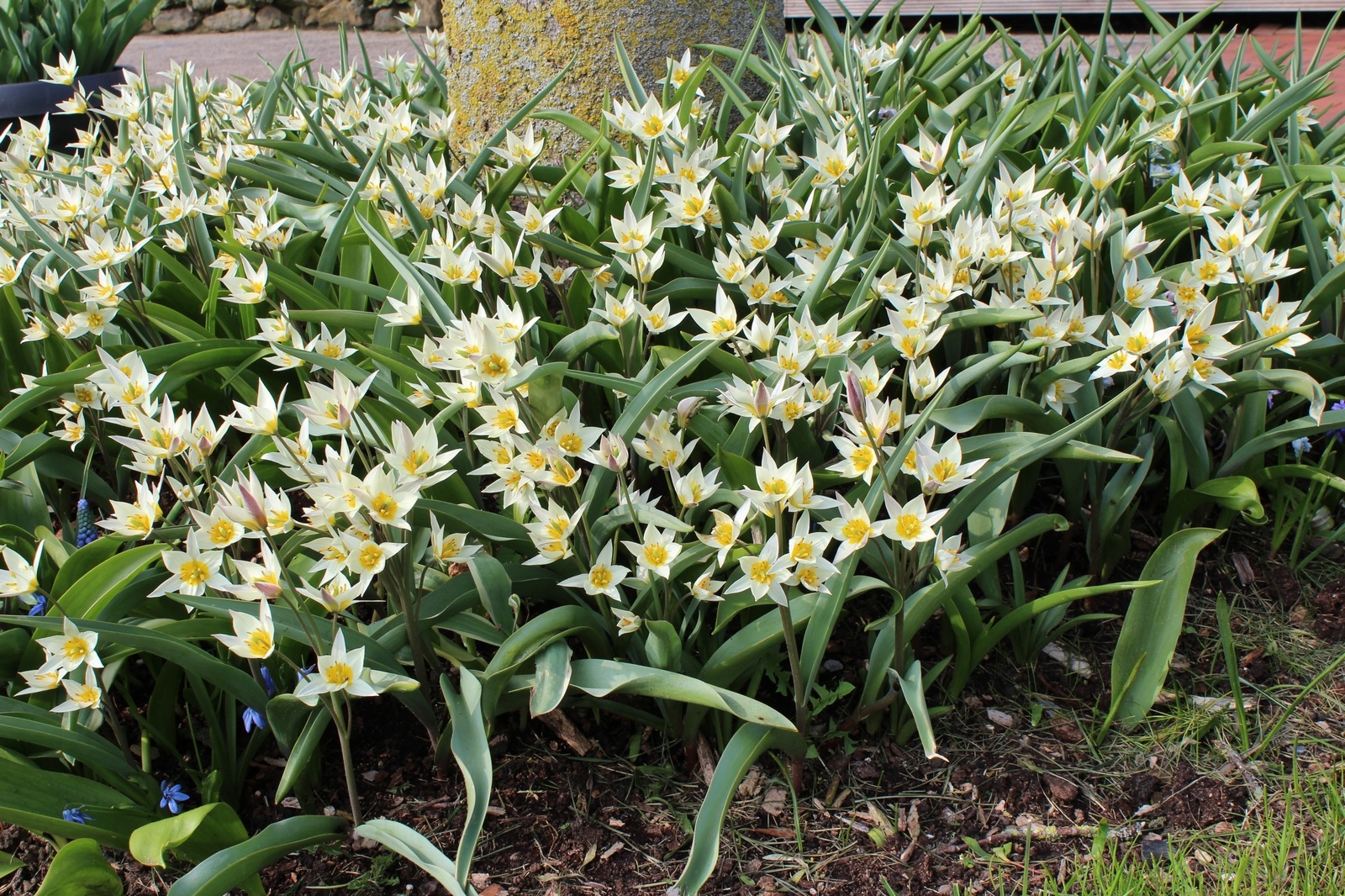 Botanische Tulpen T. turkestanica Botanische Tulpen T. turkestanica