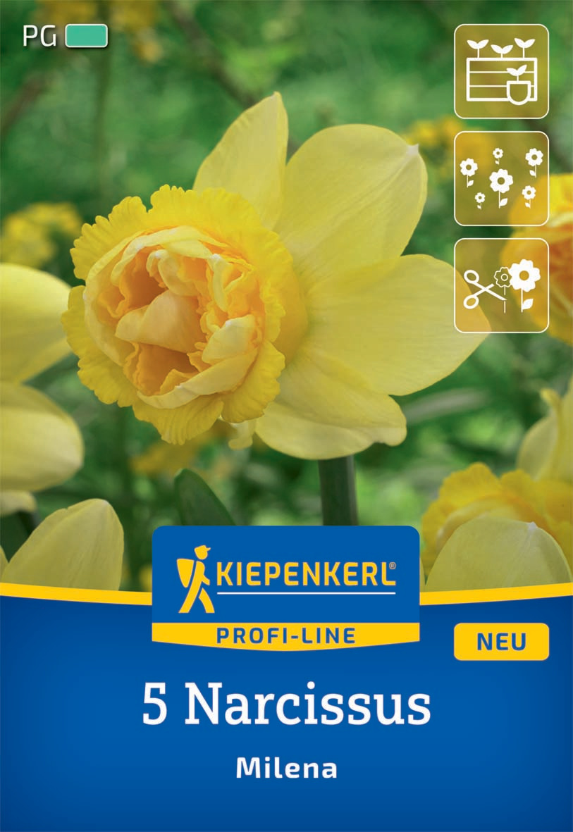 Profi-Line Narzisse Milena
