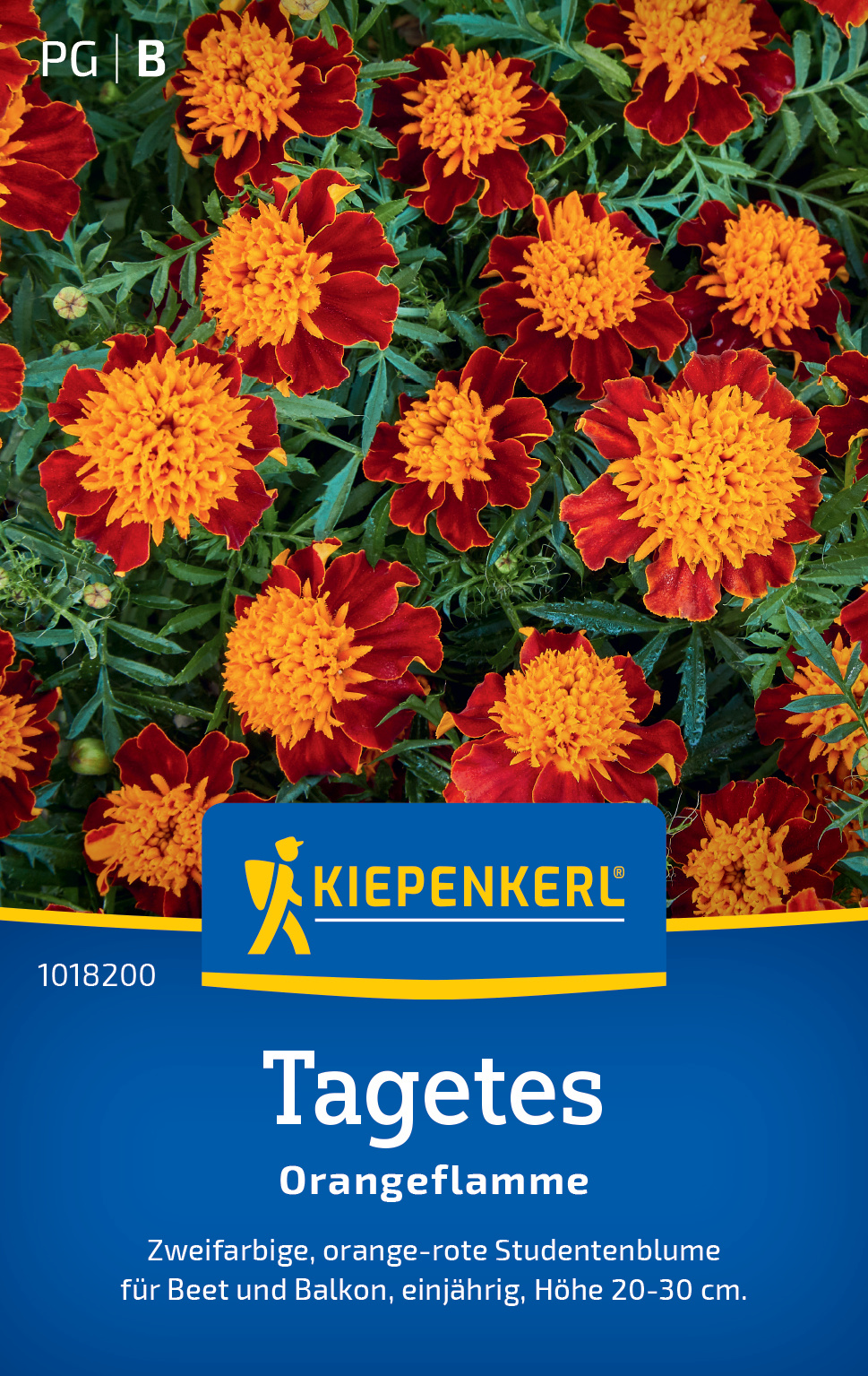 Tagetes Orangeflamme