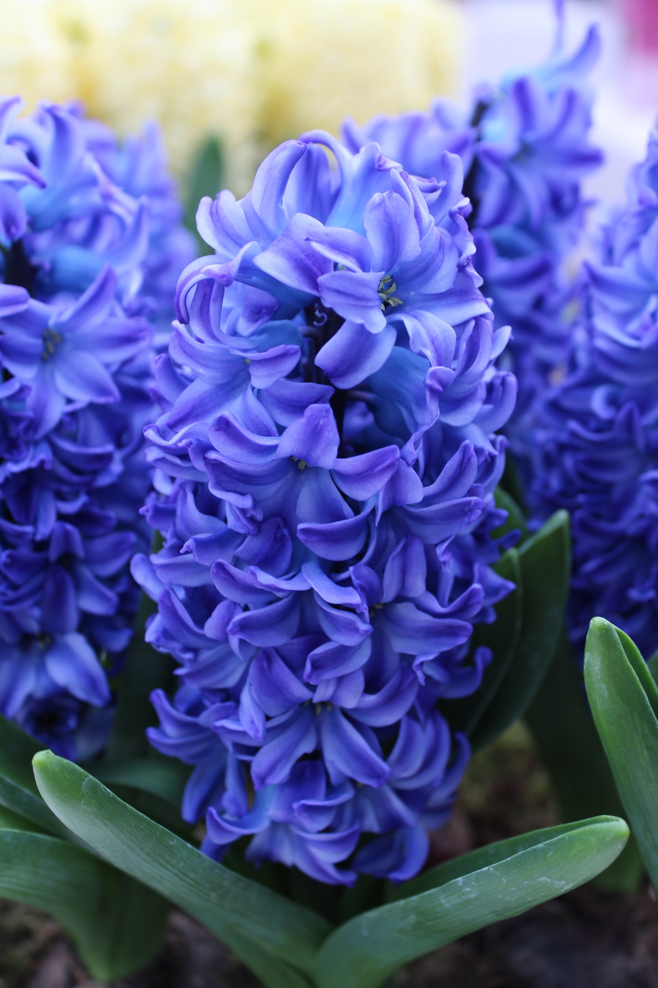Hyazinthen Blue Star