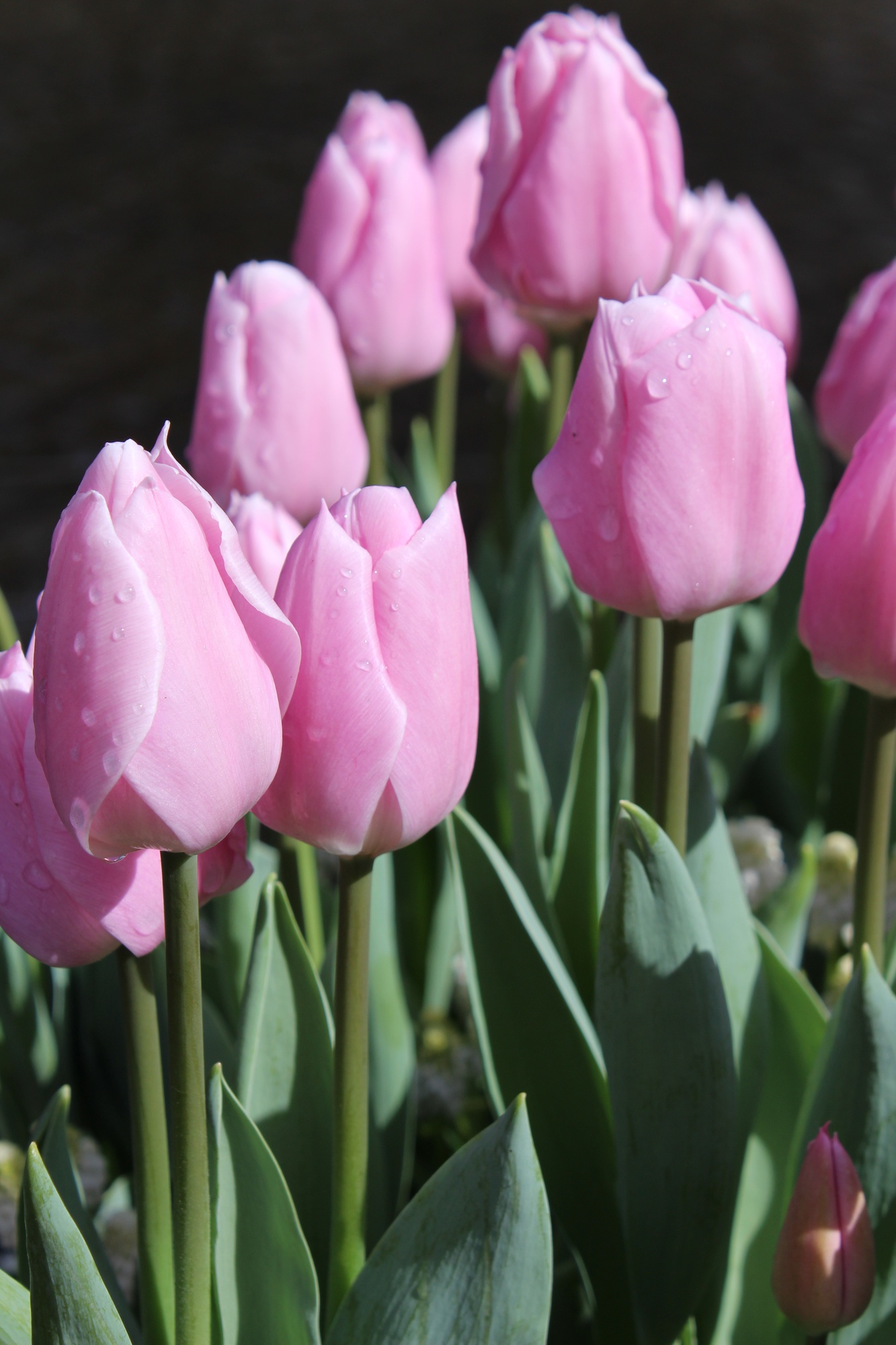 Triumph-Tulpen Mistress