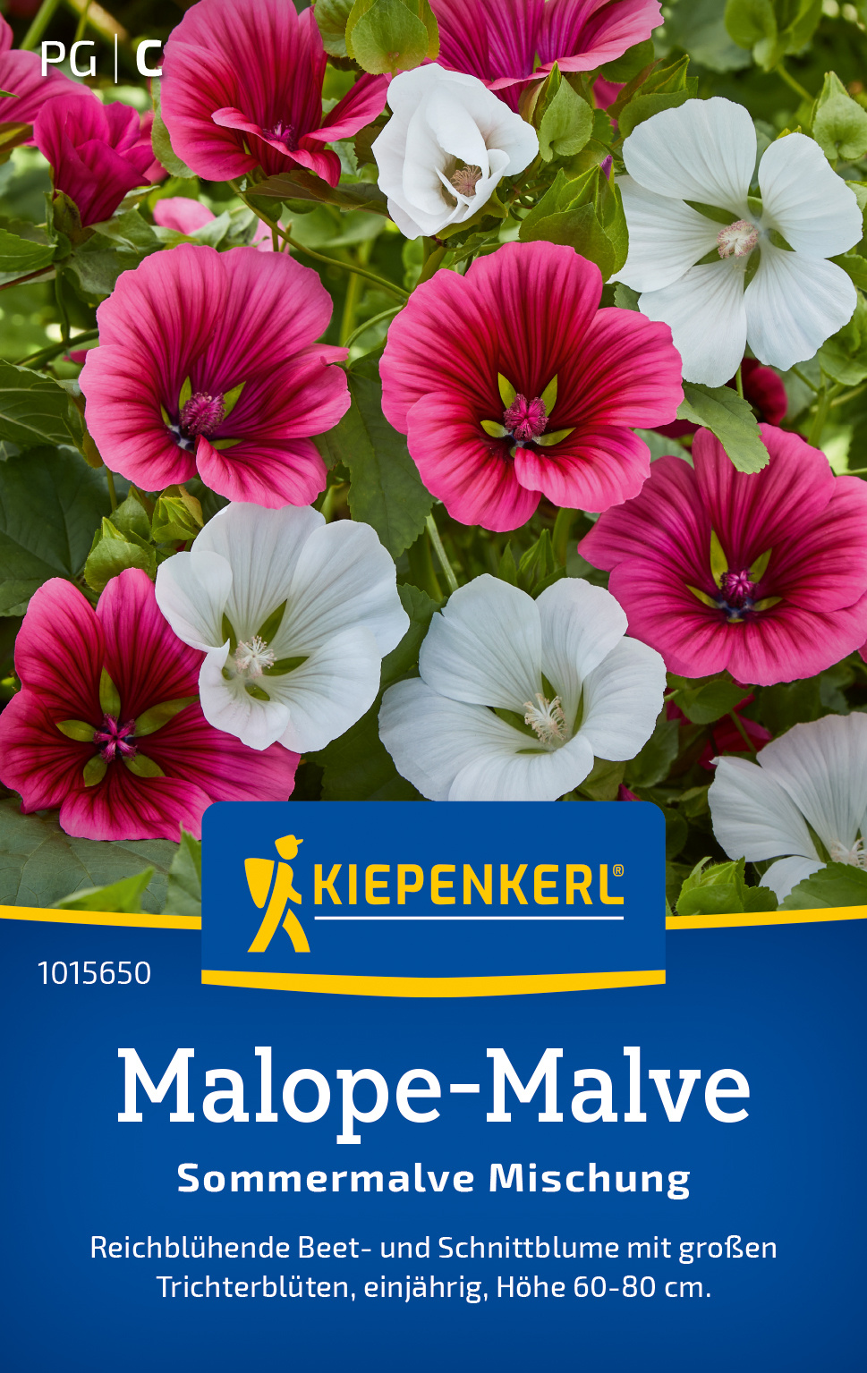 Malope-Malve Sommermalve Mischung