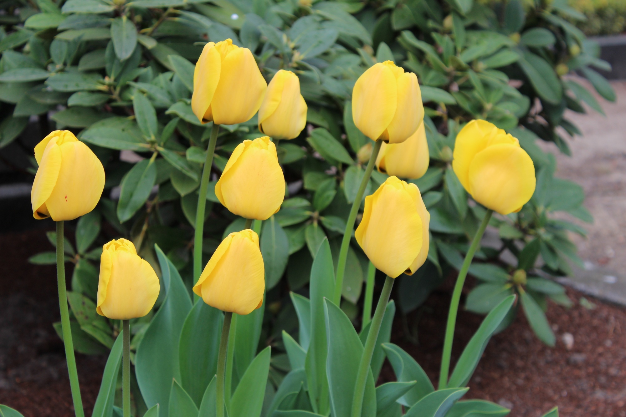 Darwin-Hybrid-Tulpen Golden Apeldoorn