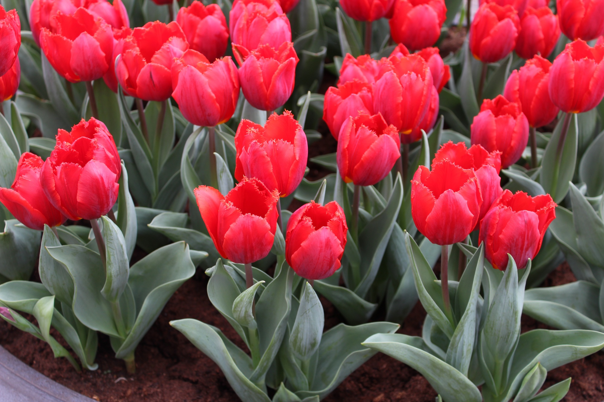 Gefranste Tulpen Arma Gefranste Tulpen Arma