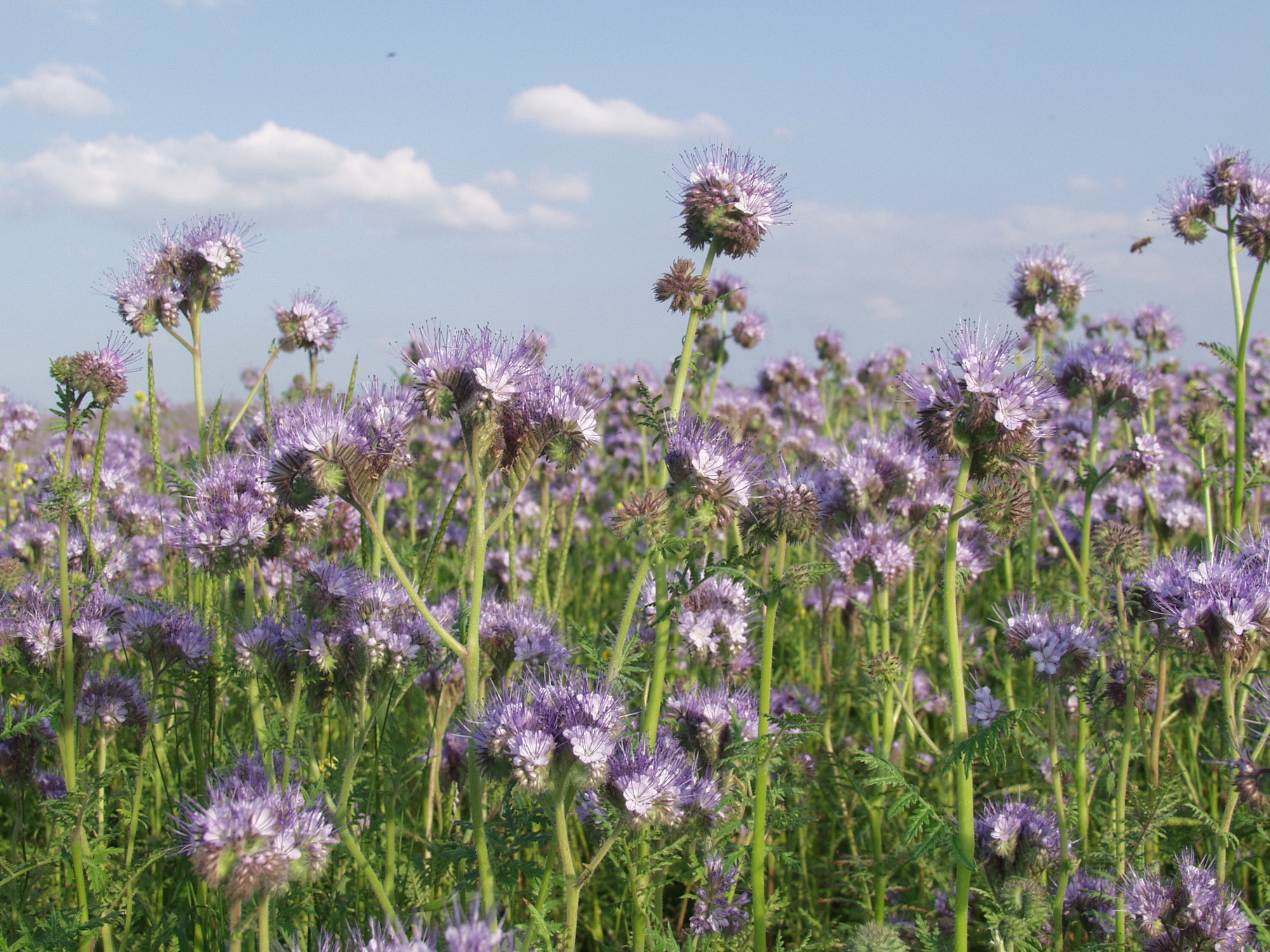 Phacelia Stala