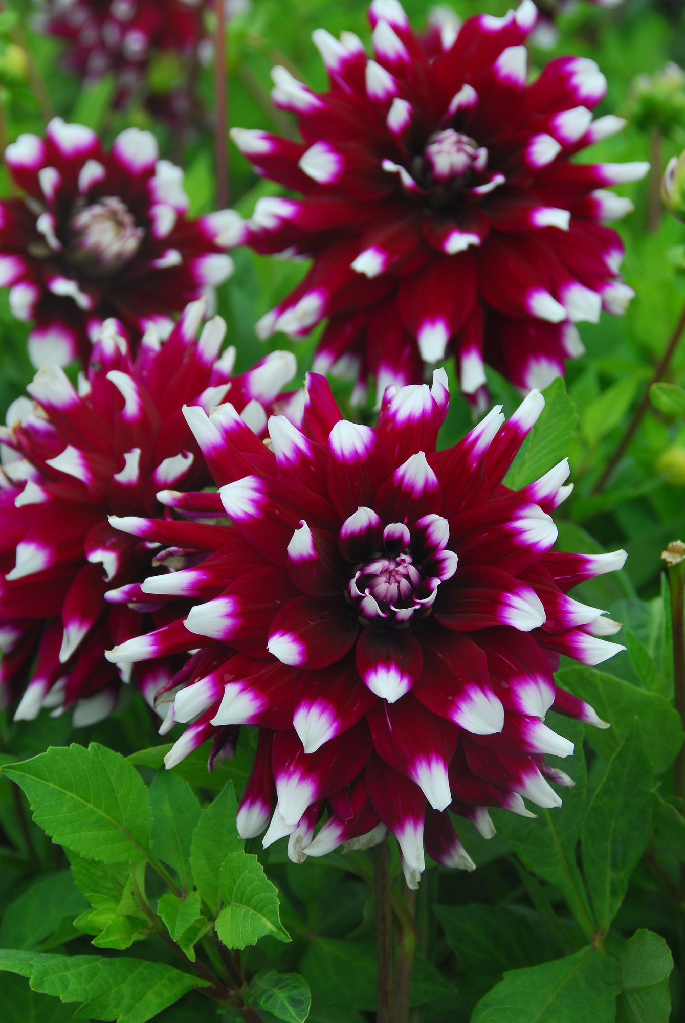 Dekorative Dahlien Mystery Day