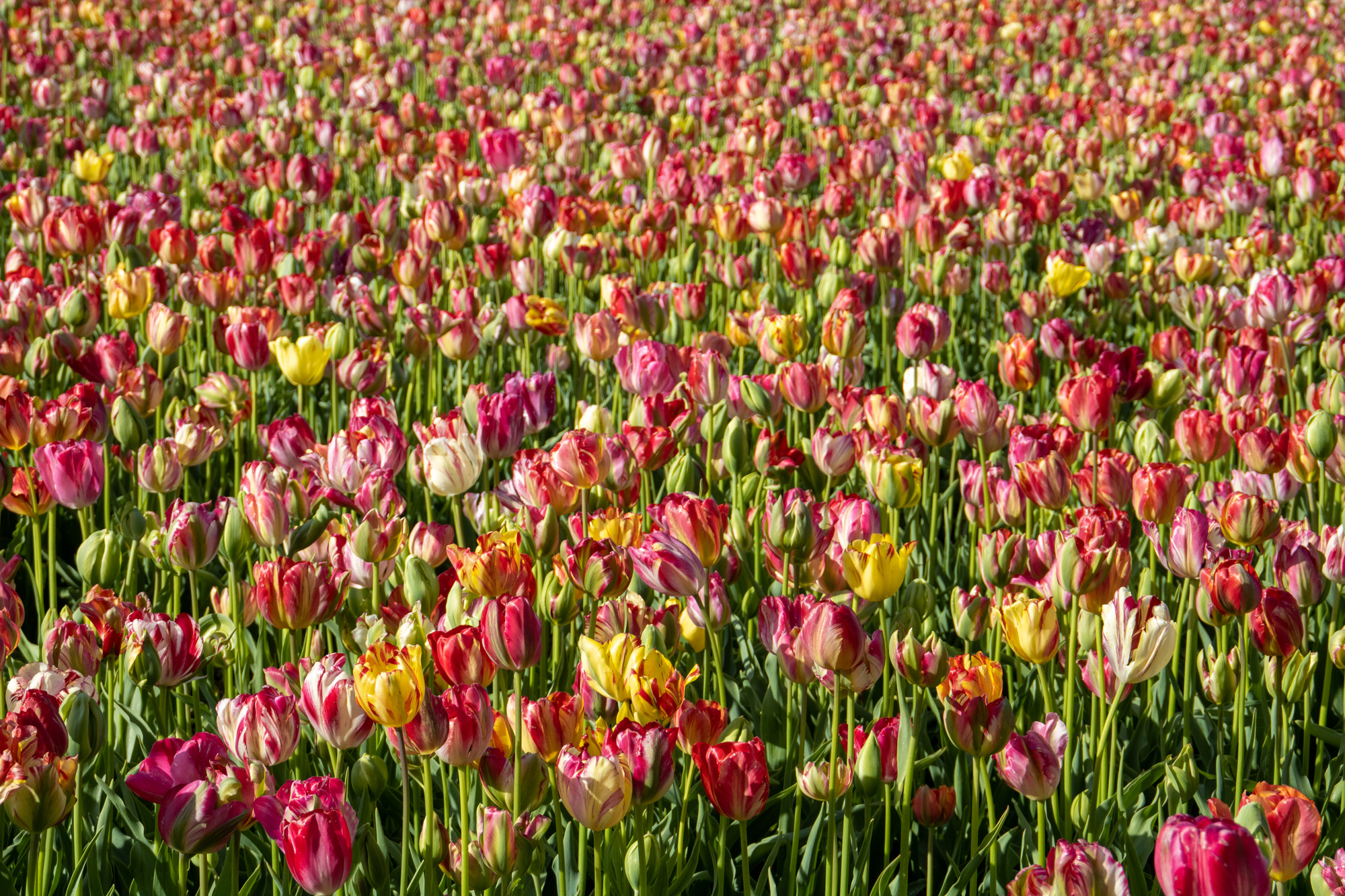 Einfache Späte Tulpen Sea of Lights Einfache Späte Tulpen Sea of Lights