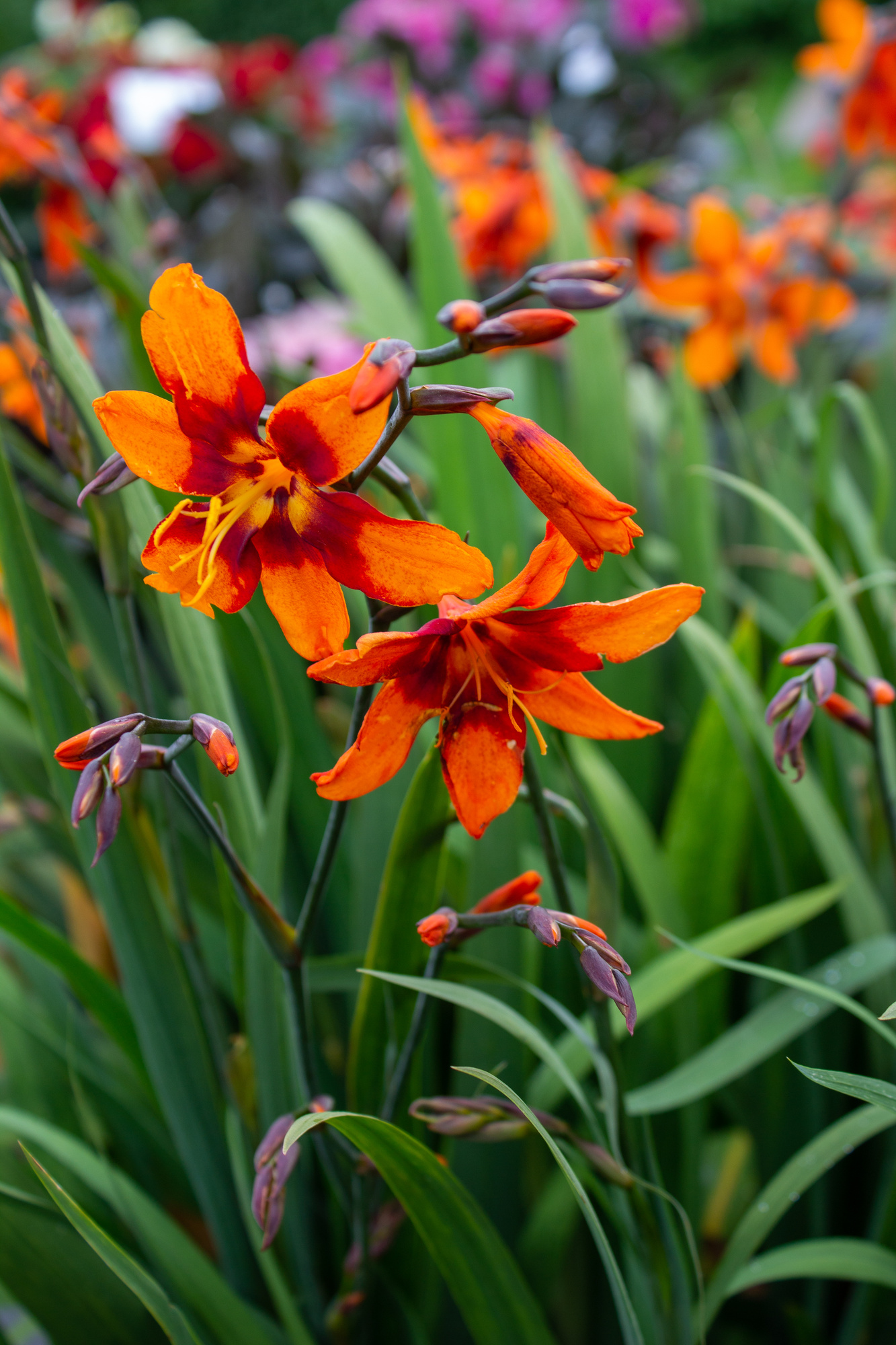 Crocosmien Emily McKenzie