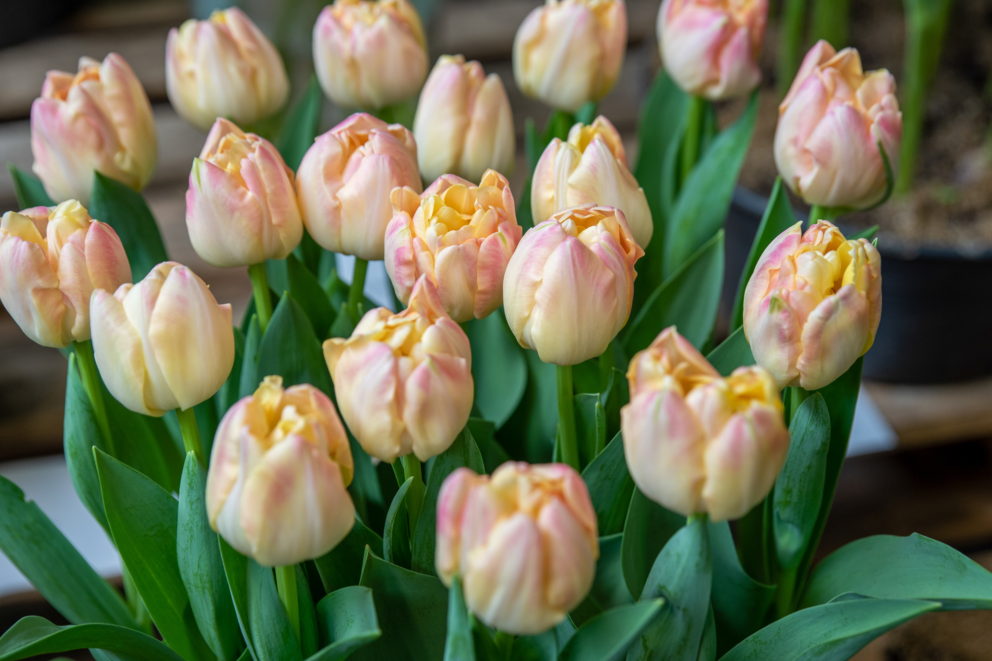 Gefüllte Späte Tulpen Creme Upstar Gefüllte Späte Tulpen Creme Upstar