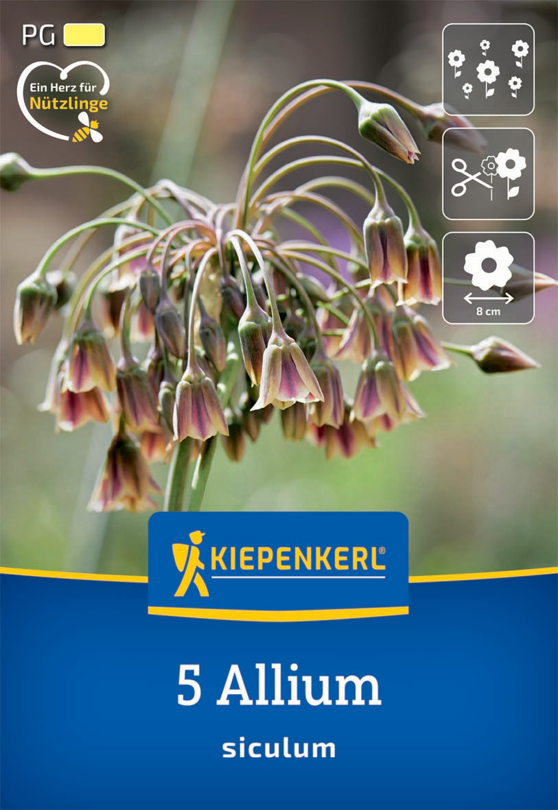 Zierlauch A. siculum