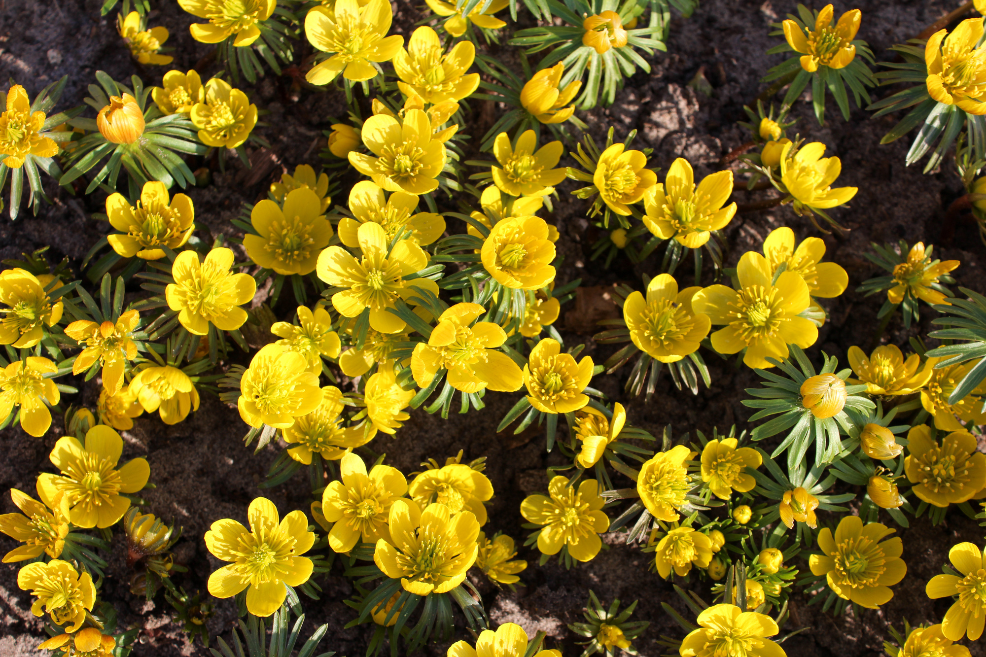 Eranthis cilicica Eranthis cilicica