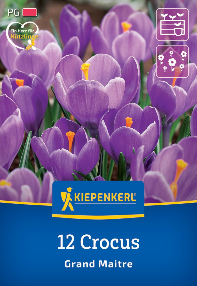 Großblumiger Krokus Grand Maitre Großblumiger Krokus Grand Maitre