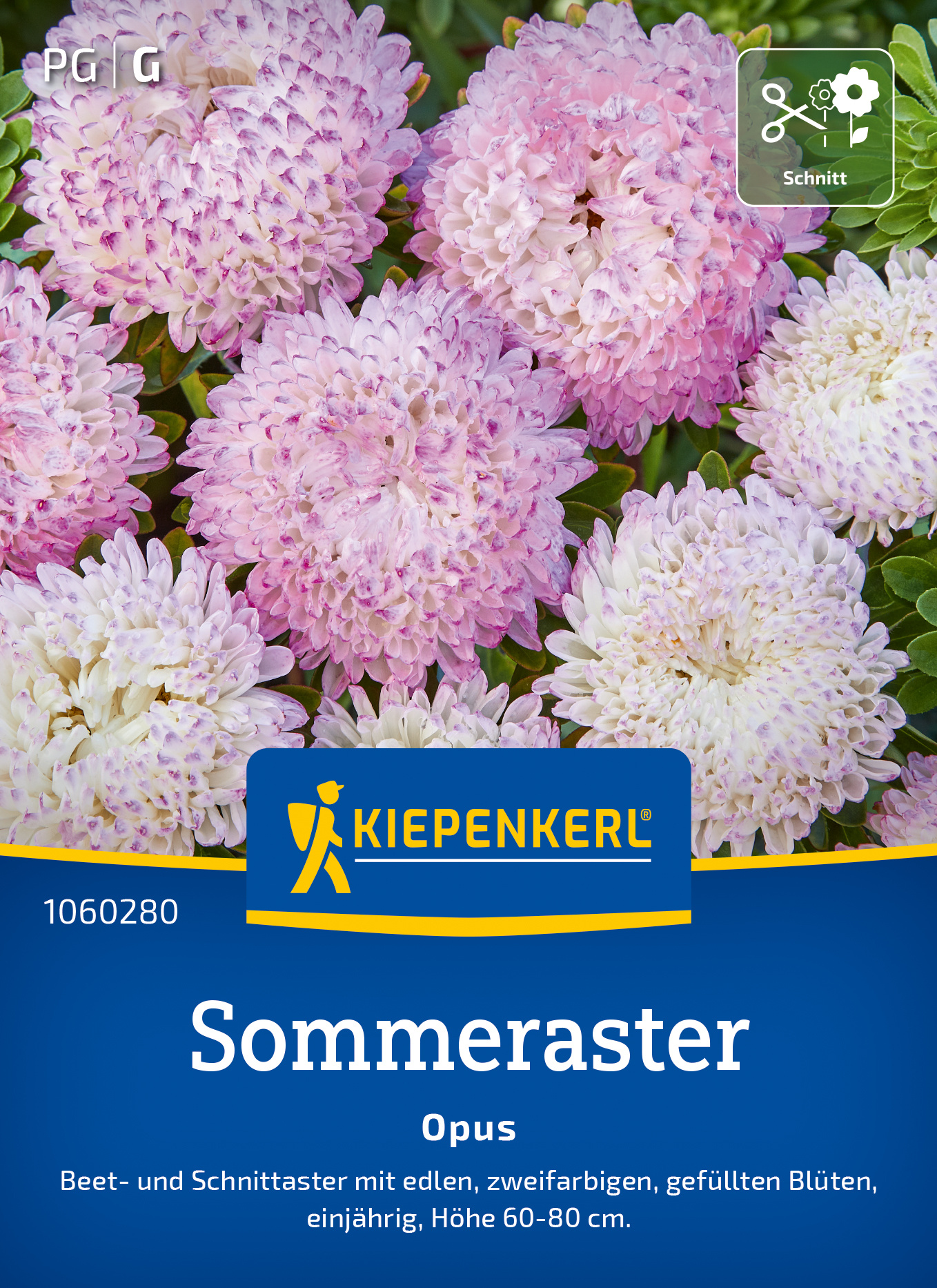 Sommeraster Opus Sommeraster Opus
