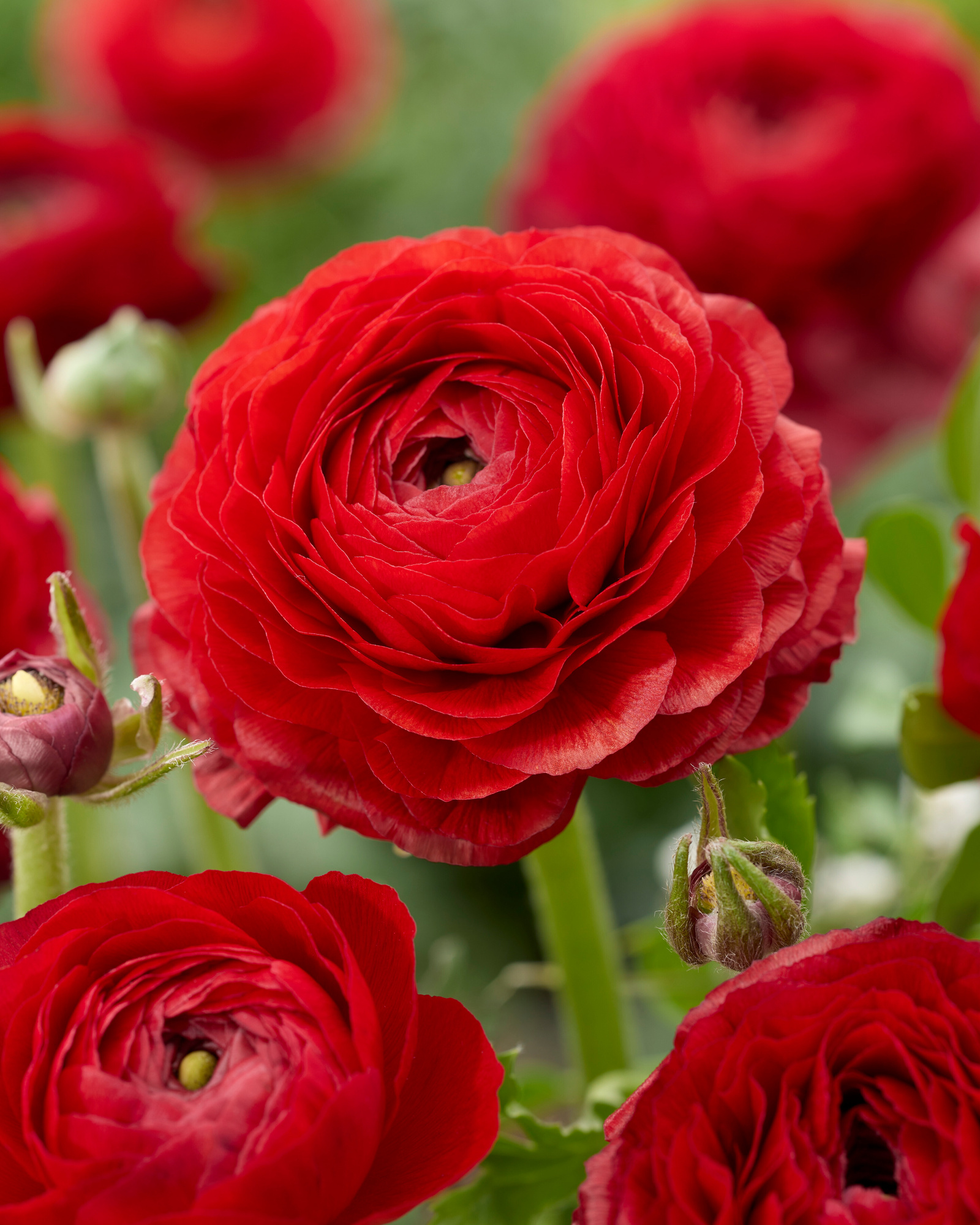 Ranunculus Aviv  Rot