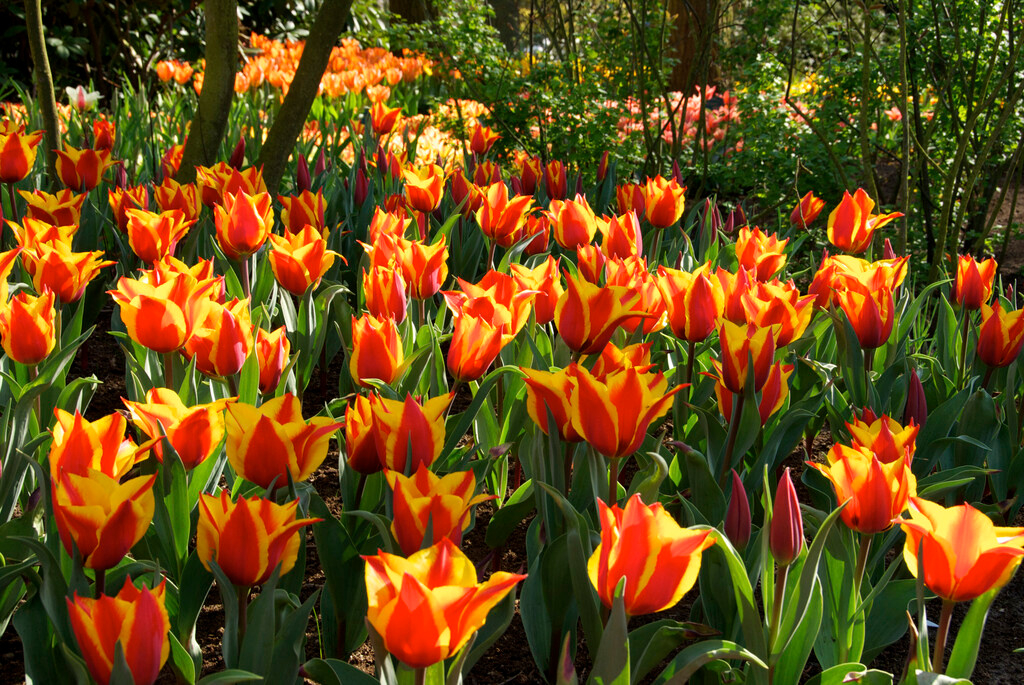 Greigii-Tulpen Cape Cod