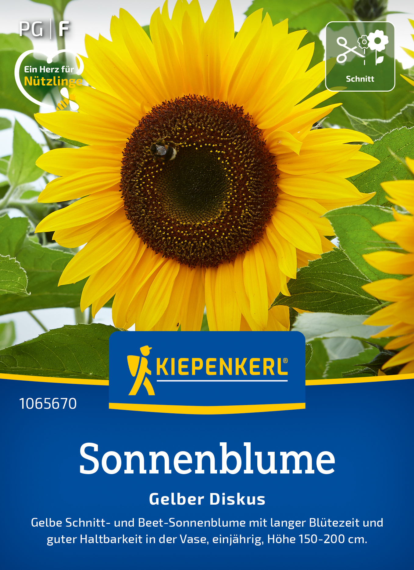 Sonnenblume Gelber Diskus