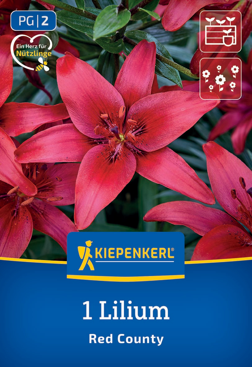 Asiatische Lilie Red County Asiatische Lilie Red County