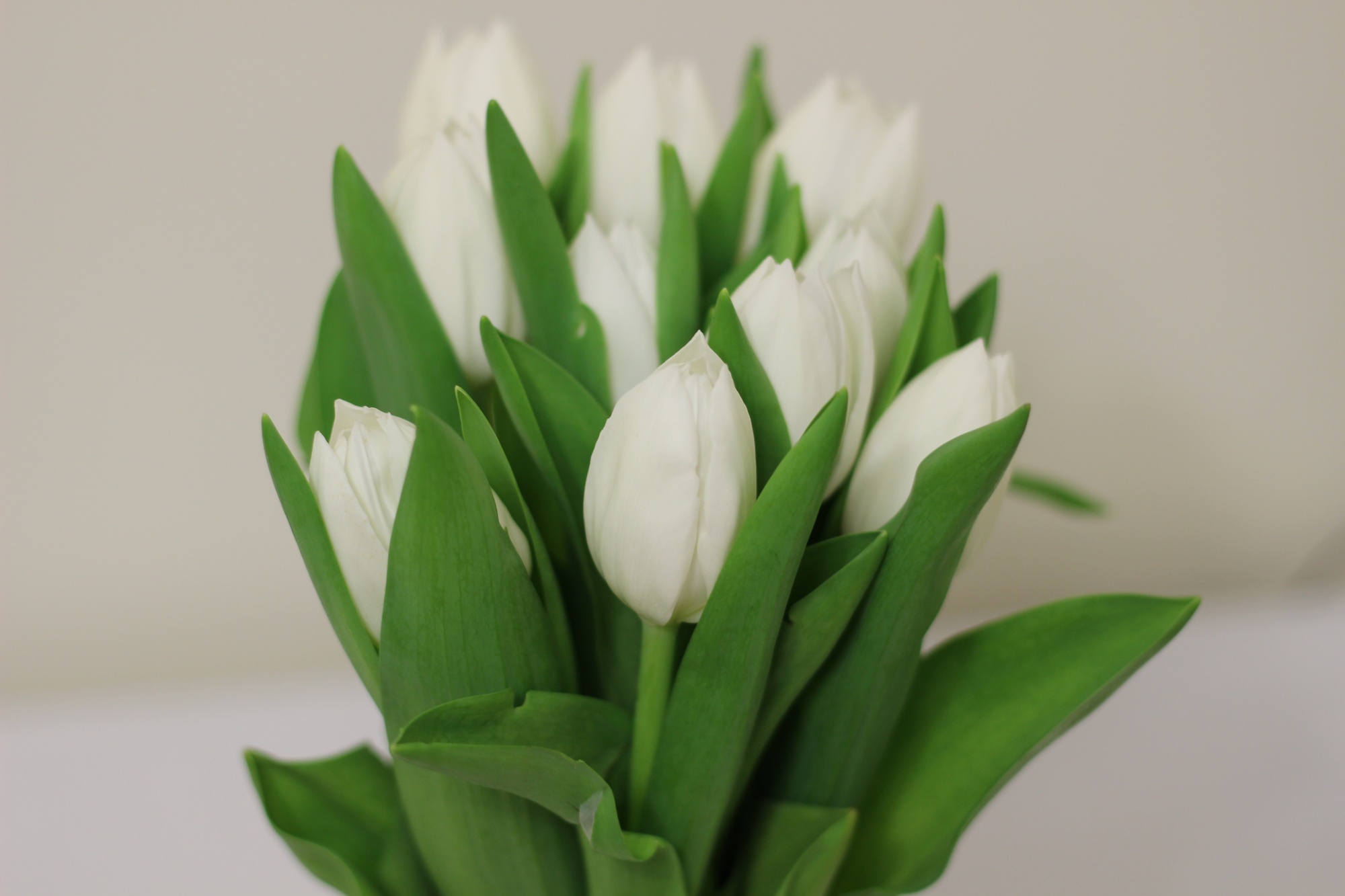 Schnitt-Tulpen Weiss Schnitt-Tulpen Weiss