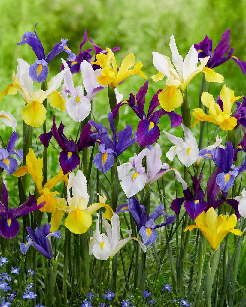 Iris hollandica Mischung Iris hollandica Mischung