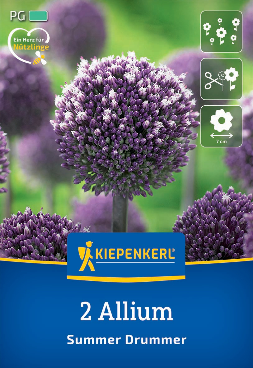 Zierlauch Summer Drummer